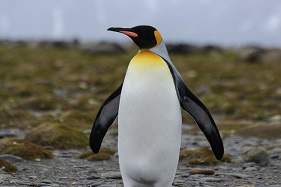 キングペンギン　（C）クルーズライフ