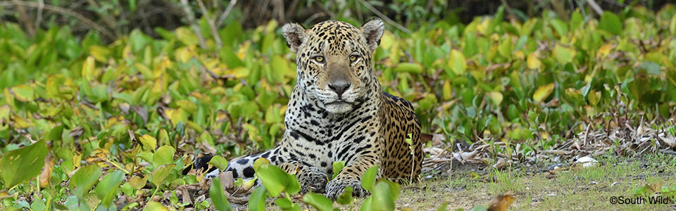 �W���K�[�ic�jSouth Wild