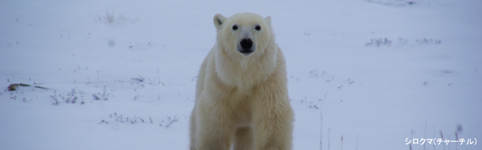 アタカマ砂漠完全攻略