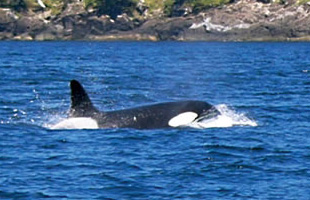 V`iKiller Whale,Orcaj