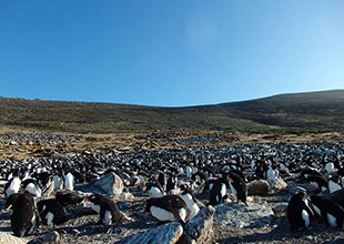 イワトビペンギンの巨大なコロニー
