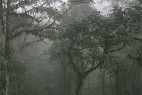 雲霧林
