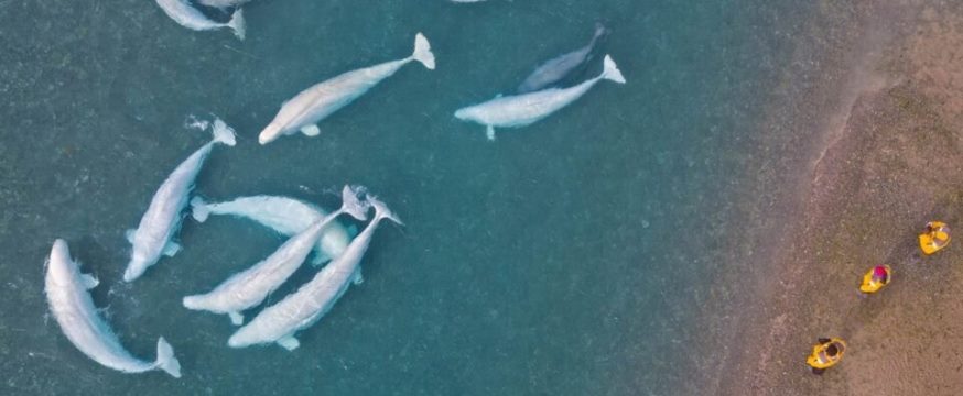 白夜の北極圏　サマーセット島１1日間