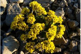 arctic poppy