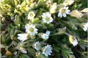 white flower