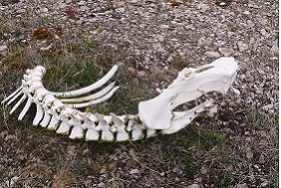 何の動物の骨でしょう？