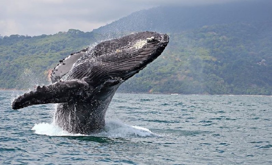 クジラがほぼ一年中見られるコスタリカ　ホエールウォッチング