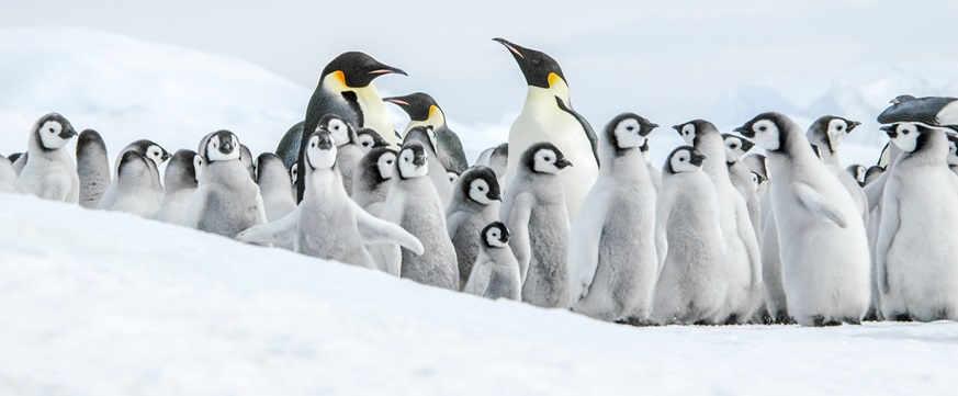 南極ウェッデル海クルーズ　コウテイペンギンを探し求めて【一人部屋利用】