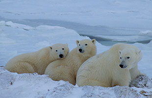 シロクマ・北極グマ（Polar Bear）