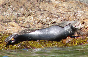ゼニガタアザラシ（Harbour Seal）