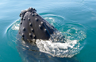 ザトウクジラ（Humpback Whale）